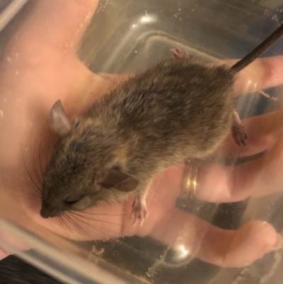 Mus musculus (House Mouse) at Hawker, ACT - 30 Nov 2019 by Nirrik