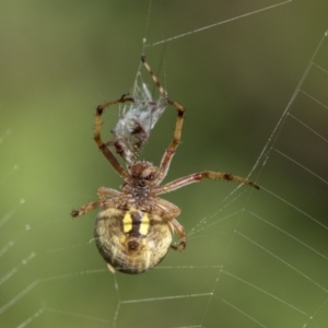 Araneus hamiltoni at Higgins, ACT - 29 Nov 2019