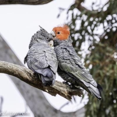 Callocephalon fimbriatum (Gang-gang Cockatoo) at Deakin, ACT - 23 Nov 2019 by BIrdsinCanberra