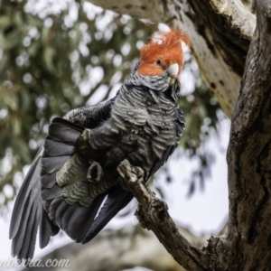 Callocephalon fimbriatum at Deakin, ACT - 24 Nov 2019