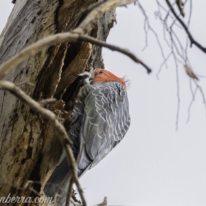 Callocephalon fimbriatum at Deakin, ACT - 24 Nov 2019