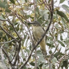 Edolisoma tenuirostre (Common Cicadabird) at Deakin, ACT - 24 Nov 2019 by JonSteinbeck