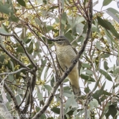 Edolisoma tenuirostre (Common Cicadabird) at Deakin, ACT - 23 Nov 2019 by BIrdsinCanberra