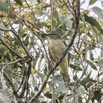 Edolisoma tenuirostre (Common Cicadabird) at Deakin, ACT - 24 Nov 2019 by JonSteinbeck