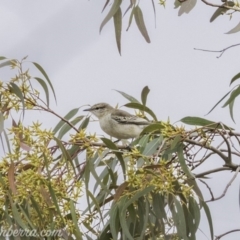 Lalage tricolor (White-winged Triller) at Deakin, ACT - 24 Nov 2019 by JonSteinbeck