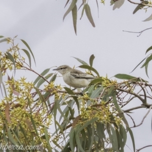 Lalage tricolor at Deakin, ACT - 24 Nov 2019 08:14 AM