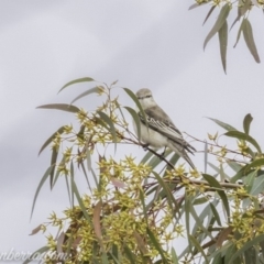 Lalage tricolor at Deakin, ACT - 24 Nov 2019 08:14 AM
