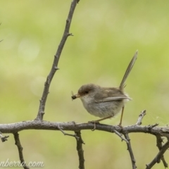 Malurus cyaneus (Superb Fairywren) at Deakin, ACT - 24 Nov 2019 by JonSteinbeck