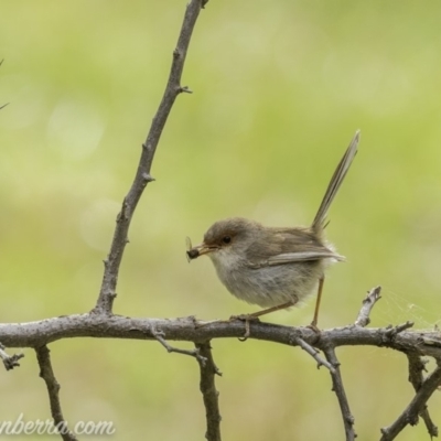Malurus cyaneus (Superb Fairywren) at Deakin, ACT - 24 Nov 2019 by JonSteinbeck