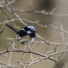 Malurus cyaneus at Deakin, ACT - 24 Nov 2019