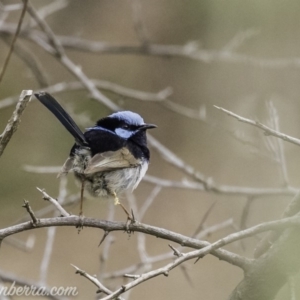 Malurus cyaneus at Deakin, ACT - 24 Nov 2019