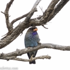 Eurystomus orientalis (Dollarbird) at Hughes, ACT - 23 Nov 2019 by BIrdsinCanberra