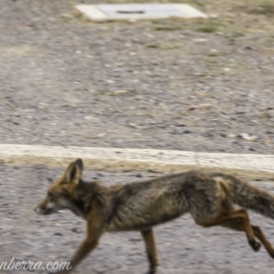 Vulpes vulpes (Red Fox) at Deakin, ACT - 23 Nov 2019 by BIrdsinCanberra