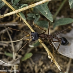 Myrmecia nigriceps at Hughes, ACT - 24 Nov 2019