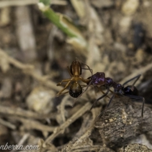 Iridomyrmex purpureus at Hughes, ACT - 24 Nov 2019 07:36 AM