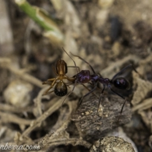 Iridomyrmex purpureus at Hughes, ACT - 24 Nov 2019 07:36 AM