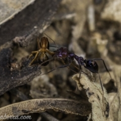 Iridomyrmex purpureus at Hughes, ACT - 24 Nov 2019 07:36 AM