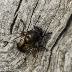 Rutilia sp. (genus) (A Rutilia bristle fly, subgenus unknown) at Hughes, ACT - 23 Nov 2019 by BIrdsinCanberra