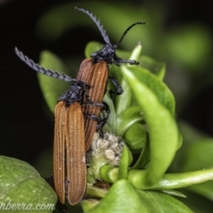 Porrostoma rhipidium (Long-nosed Lycid (Net-winged) beetle) at Hughes, ACT - 23 Nov 2019 by JonSteinbeck