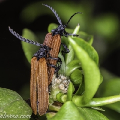 Porrostoma rhipidium (Long-nosed Lycid (Net-winged) beetle) at Hughes, ACT - 22 Nov 2019 by BIrdsinCanberra