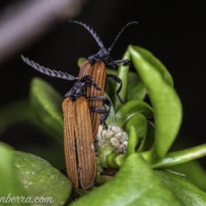 Porrostoma rhipidium at Hughes, ACT - 23 Nov 2019