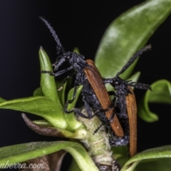 Porrostoma rhipidium at Hughes, ACT - 23 Nov 2019