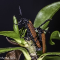 Porrostoma rhipidium at Hughes, ACT - 23 Nov 2019