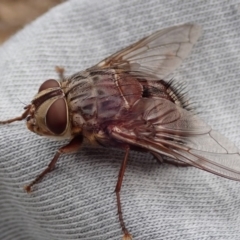 Rutilia (Rutilia) sp. (genus & subgenus) (Bristle fly) at Spence, ACT - 30 Nov 2019 by Laserchemisty