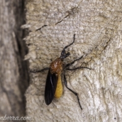 Bibio imitator (Garden maggot) at Hughes, ACT - 23 Nov 2019 by JonSteinbeck