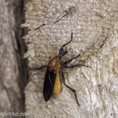 Bibio imitator (Garden maggot) at Hughes, ACT - 23 Nov 2019 by JonSteinbeck