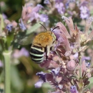 Amegilla sp. (genus) at Spence, ACT - 30 Nov 2019