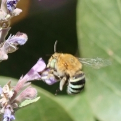 Amegilla sp. (genus) at Spence, ACT - 30 Nov 2019