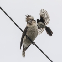 Dacelo novaeguineae (Laughing Kookaburra) at Higgins, ACT - 30 Nov 2019 by AlisonMilton