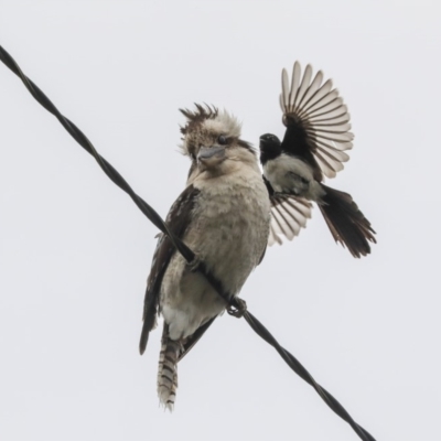 Dacelo novaeguineae (Laughing Kookaburra) at Higgins, ACT - 30 Nov 2019 by AlisonMilton