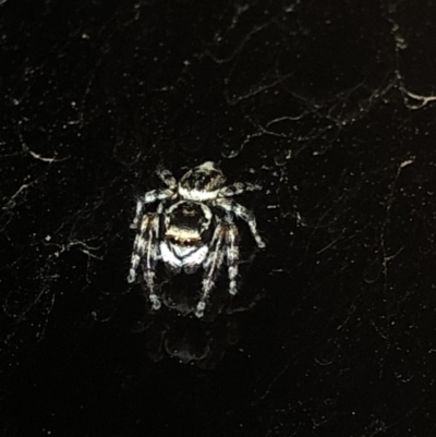 Salticidae (family) (Jumping spider) at Aranda, ACT - 30 Nov 2019 by Jubeyjubes