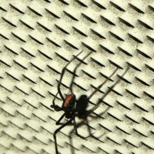 Latrodectus hasselti at Aranda, ACT - 30 Nov 2019