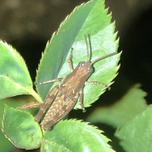 Phaulacridium vittatum at Aranda, ACT - 30 Nov 2019 09:49 PM