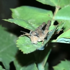 Phaulacridium vittatum at Aranda, ACT - 30 Nov 2019 09:49 PM