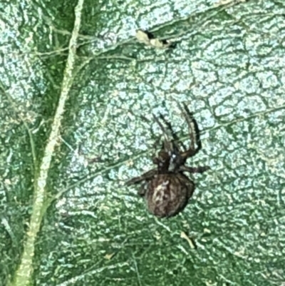 Desidae (Family) (House and Intertidal spiders) at Aranda, ACT - 30 Nov 2019 by Jubeyjubes