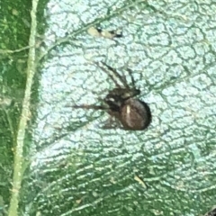 Desidae (Family) at Aranda, ACT - 30 Nov 2019 09:41 PM