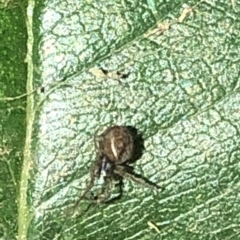 Desidae (Family) at Aranda, ACT - 30 Nov 2019 09:41 PM
