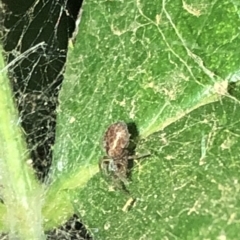 Desidae (Family) at Aranda, ACT - 30 Nov 2019 09:41 PM