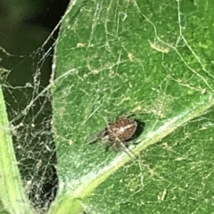 Desidae (Family) at Aranda, ACT - 30 Nov 2019 09:41 PM