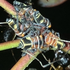 Eurymeloides pulchra (Gumtree hopper) at Aranda, ACT - 30 Nov 2019 by Jubeyjubes