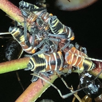 Eurymeloides pulchra (Gumtree hopper) at Aranda, ACT - 30 Nov 2019 by Jubeyjubes