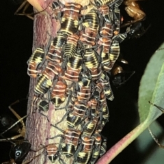 Eurymeloides pulchra at Aranda, ACT - 30 Nov 2019