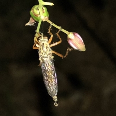 Cerdistus sp. (genus) (Slender Robber Fly) at Aranda, ACT - 30 Nov 2019 by Jubeyjubes