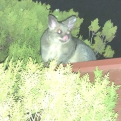 Trichosurus vulpecula (Common Brushtail Possum) at Aranda, ACT - 30 Nov 2019 by Jubeyjubes