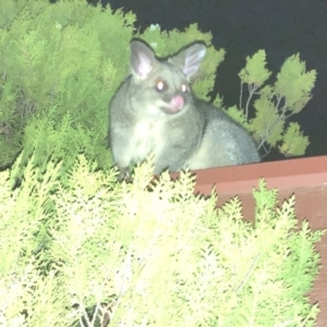 Trichosurus vulpecula at Aranda, ACT - 30 Nov 2019 09:17 PM