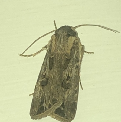 Agrotis munda (Brown Cutworm) at Aranda, ACT - 30 Nov 2019 by Jubeyjubes